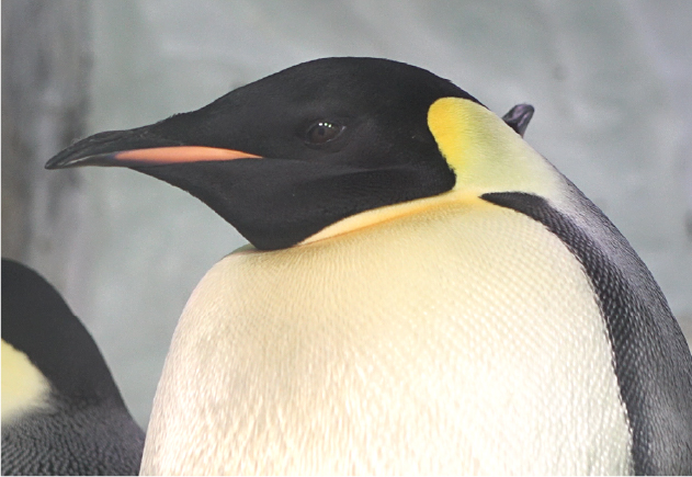 親鳥に育てさせて繁殖のサイクルをつなげる