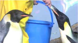 海獣館のペンギンはとっても食いしん坊