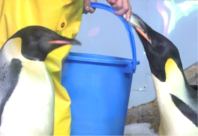 海獣館のペンギンはとっても食いしん坊