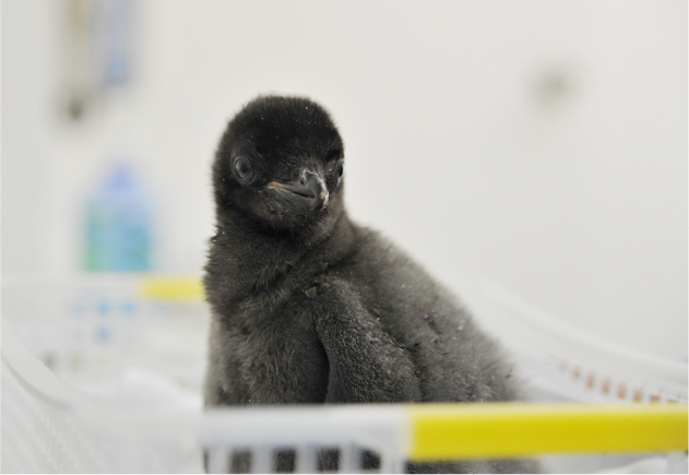 アデリーペンギンのヒナ