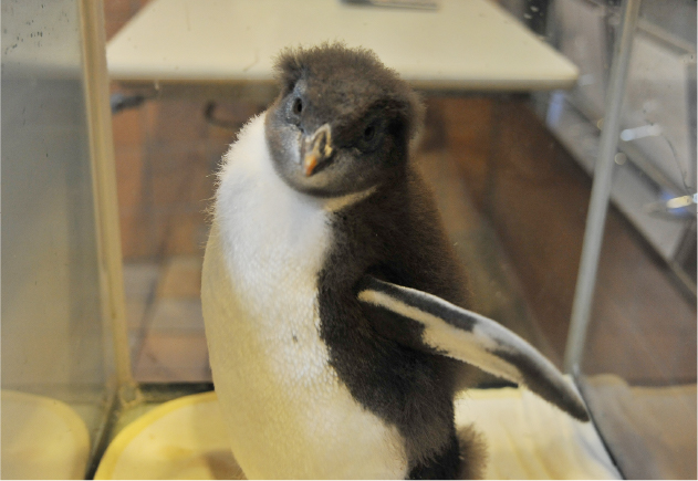 イワトビペンギンのヒナ