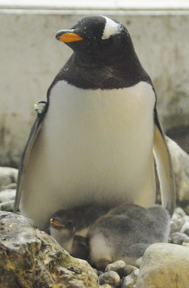 ジェンツーペンギンのヒナ