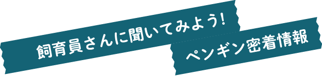 飼育員さんに聞いてみよう！ペンギン密着情報