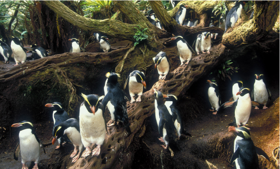 スネアーズペンギン：ペンギンライブラリー｜ホシザキ株式会社