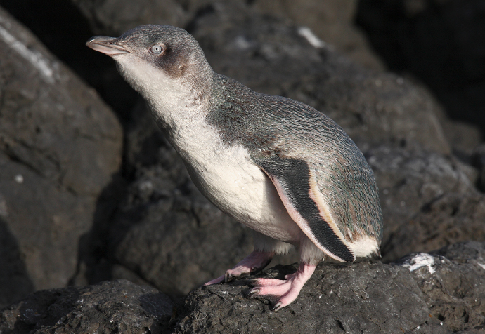 ハネジロペンギン