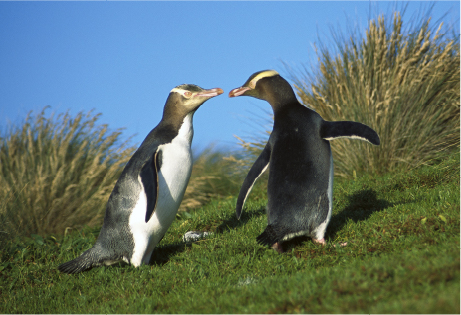 キガシラペンギン：ペンギンライブラリー｜ホシザキ株式会社