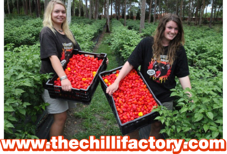 www.thechillifactory.com