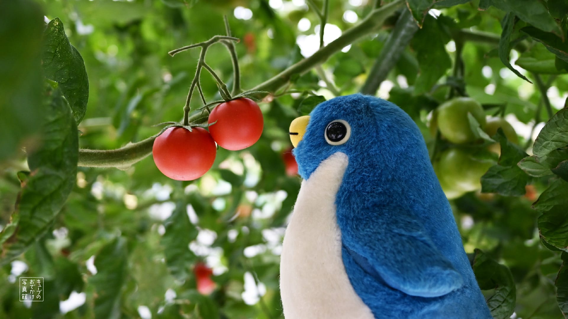 ペンギン壁紙を掲載しました!