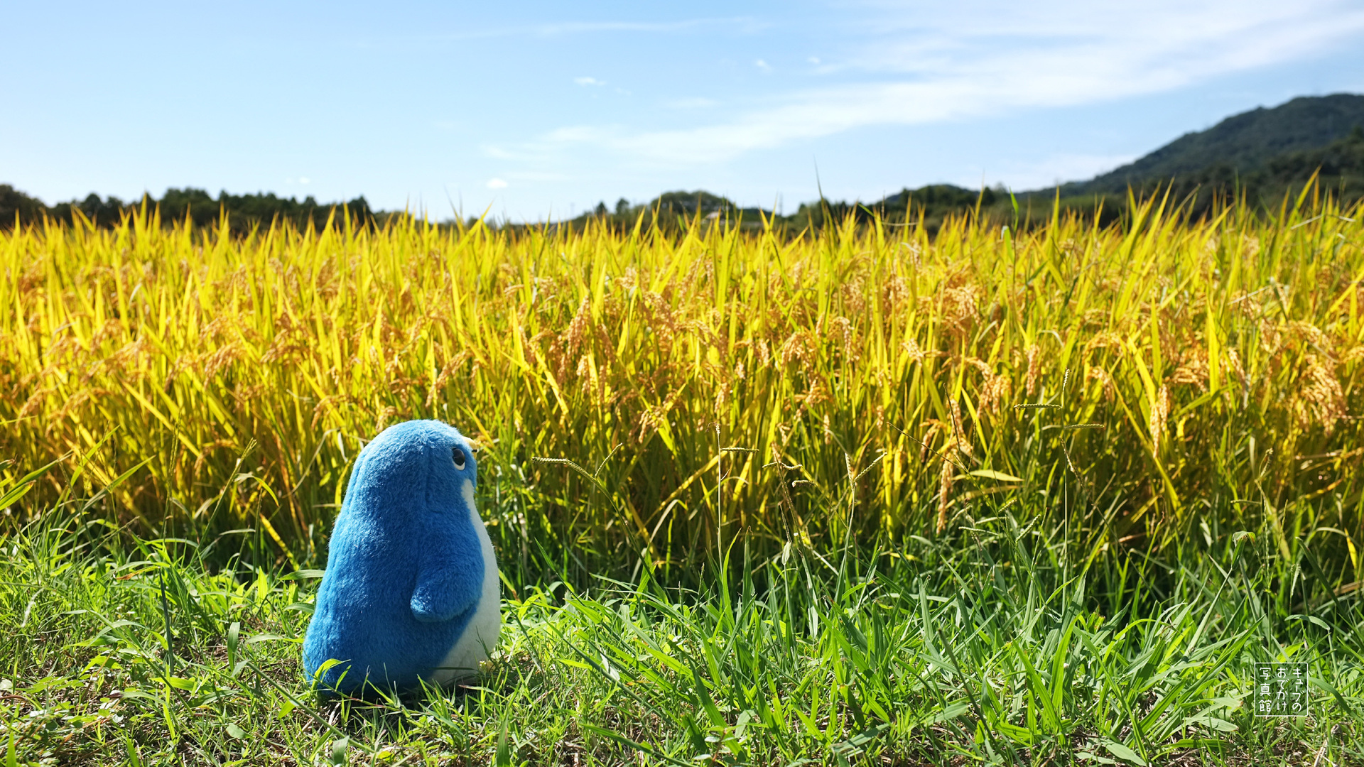 ペンギン壁紙を掲載しました!