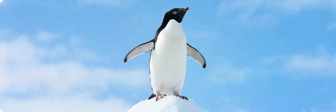 南極の氷山の頂上に立つアデリーペンギン