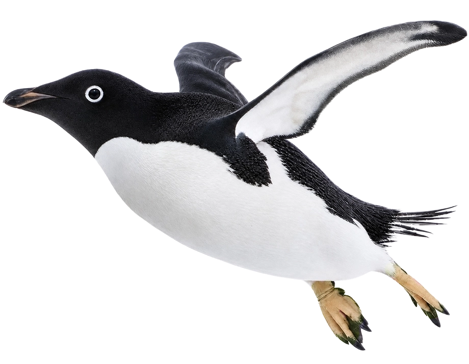 飛ぶペンギン